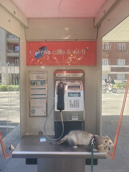 File:Payphone-02936807X2-20260621031105.jpg