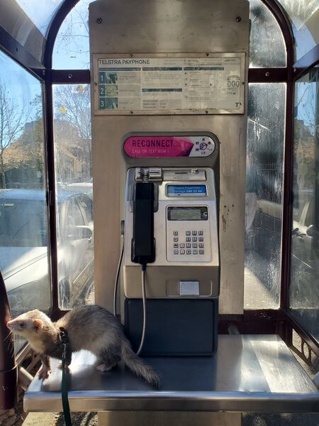 File:Payphone-02935700X2-20260621030834.jpg